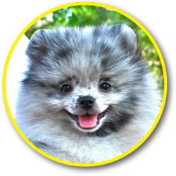 Pomeranian Puppy